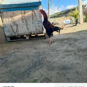 Taşkent horaz towuk