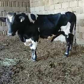 Arginal Golisteyin okuz