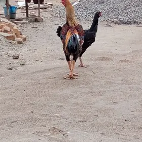 бойсов хораз