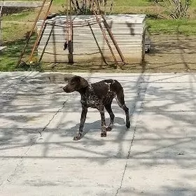 куруцхар ав гужук