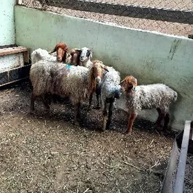 Bakylan Gysyr Goýunlar