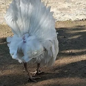 indyuk induk induklar