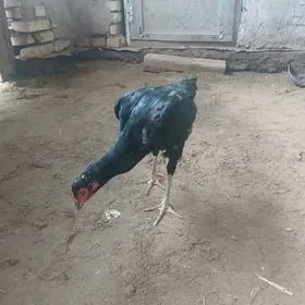 Байсок товук