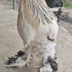 Brama original tohum