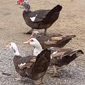 Germanski indautgaň yumurtgasy