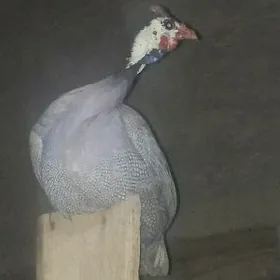 sisarka kakilik jüýje.