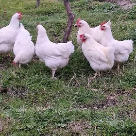 Ady nik byrawunt ak towuk