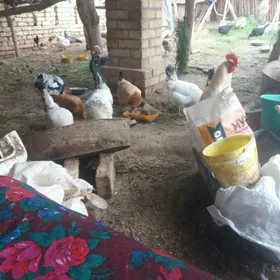 MUSKUS ÝUMURTGA.TOWUK ÝUMURTGA