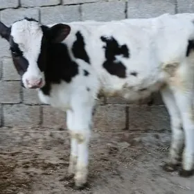 őkizçe galşdeÿin