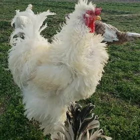 Gigant Troýka Kirpi Paroda