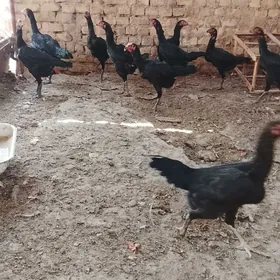 baes. tovuklar. satlyk