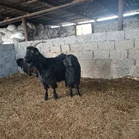 семиз чебиш гечи