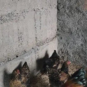 laset brama yumurtgalary