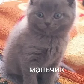пародистые котята