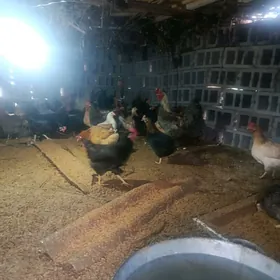 Teze yumurta giren towuklar