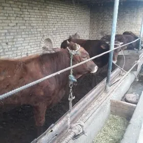 Öküzler/Окузлер