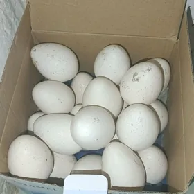 Индук Йумурга