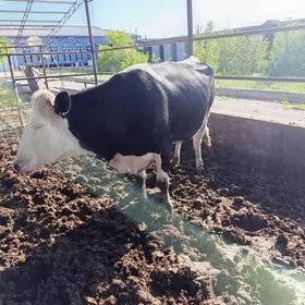 голели сыгыр