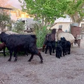 guzly goyun owlakly geci