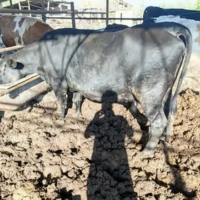 голели сыгыр