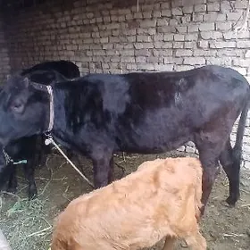 гысыр маллар