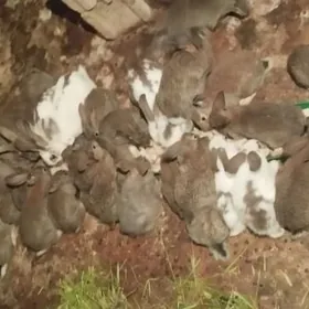 Towşan oňyşyk bar