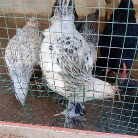 towuk juje 5 aydan gecen