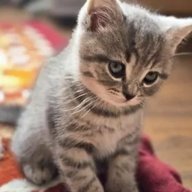 Шотландские вислоухие котята