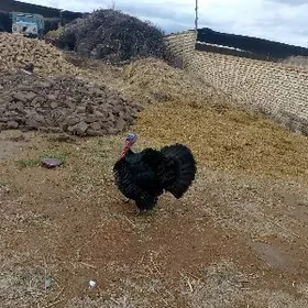 пародны индук