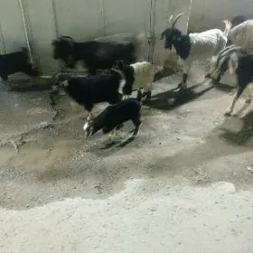 Owlakly Geçi Guzli Goýun