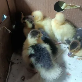 muskus őrdekmuskus ördek