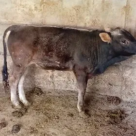 ÖKÜZ ŞWES TOHUM MAL