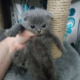 Шотландские котята