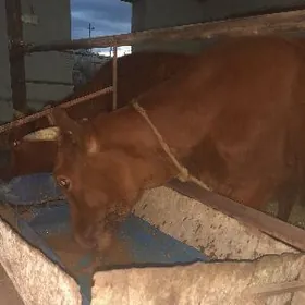 сыгыр 1 доган