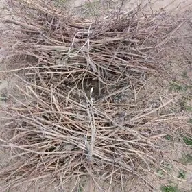 Towuk ördek jüje çiwyk töňe