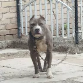 Pitbull. Питбуль