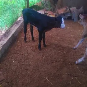 Göle gibirit goleler