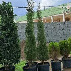 Kiparis Giparis Turk