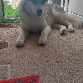 Собака Хаски