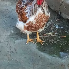 виандот хораз