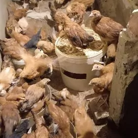 juje 2 ay 3 gun bolan