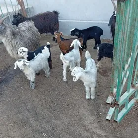 экиз авлаклы гечилер