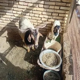 owlakly geci yagdayyna mesele