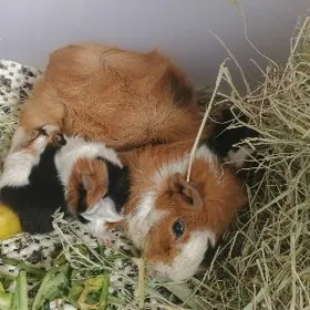 МОРСКИЕ СВИНКИ