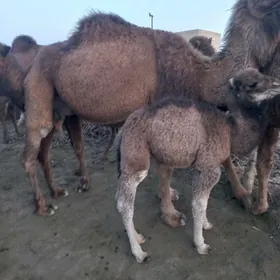 кощекли дуйе