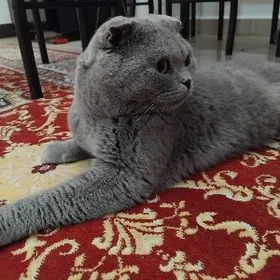 Шотландский вислоухий