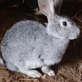 ARASSA WELIKAN BEÇLERI SATLYK