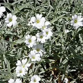 Ясколка войлочная -Многолетник