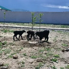 owlak guzy cewis goyun geci