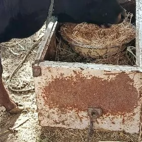 Пародны окуз